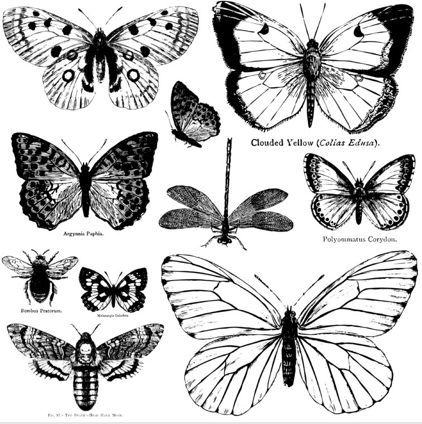 Butterflies 12x12 Decor Stamp™-Levee Art Gallery